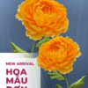hoa mẫu đơn vàng khổng lồ