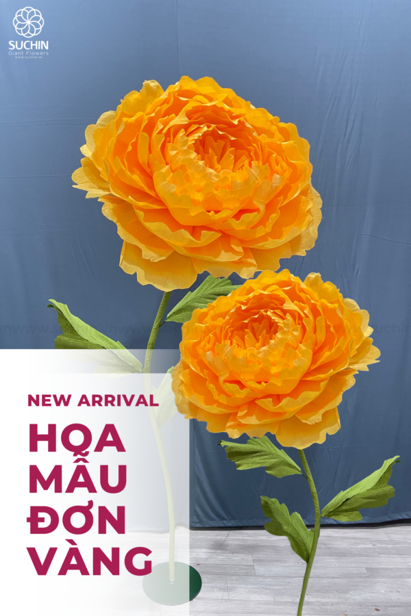 hoa mẫu đơn vàng khổng lồ