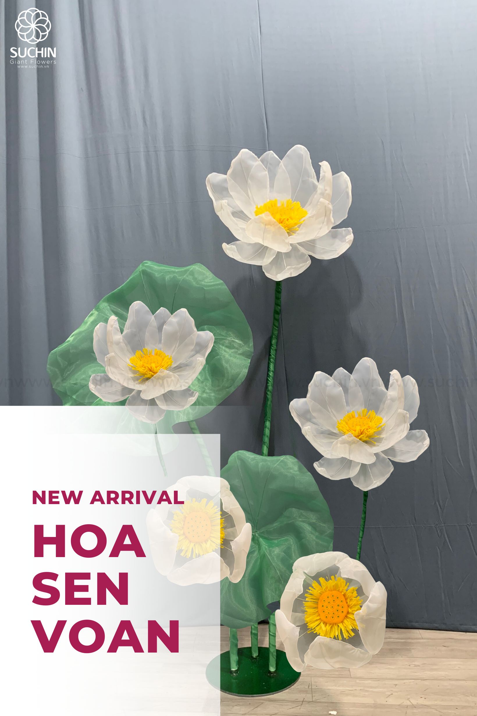 HOA SEN TRẮNG VOAN THUẦN KHIẾT