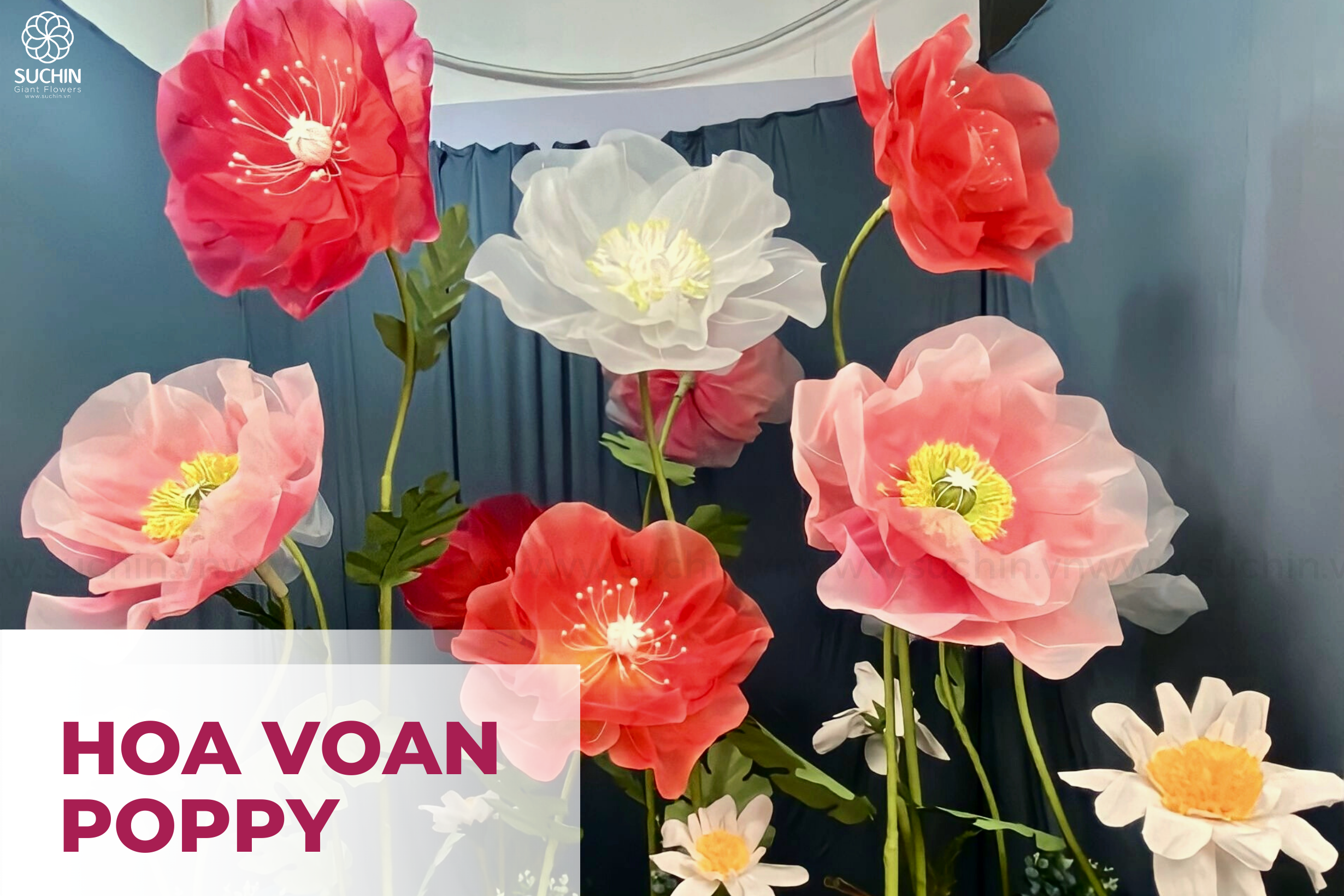 VƯỜN HOA VOAN POPPY KHỔNG LỒ