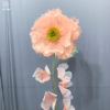 hoa poppy khổng lồ