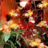 ĐÈN LỒNG TRUNG THU CÁ CHÉP DECOR TRUNG THU - Ảnh 6