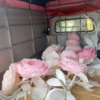 hoa mẫu đơn khổng lồ