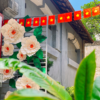 hoa mút xốp trang trí