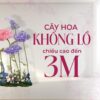 Cụm hoa voan khổng lồ 3m - Ảnh 2