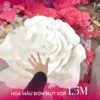 hoa mẫu đơn khổng lồ